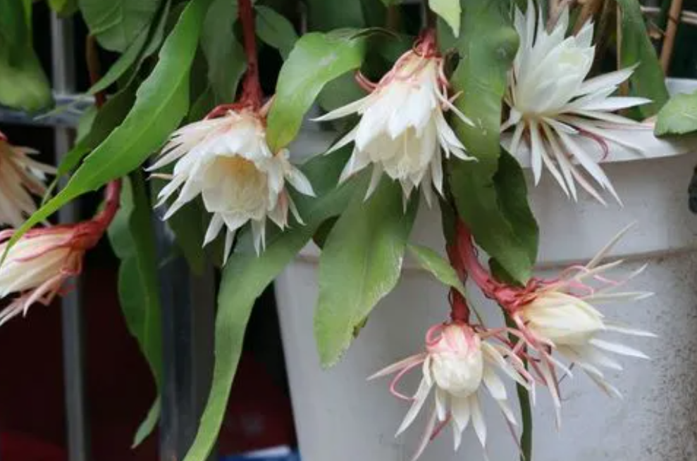 昙花怎么养成老桩造型