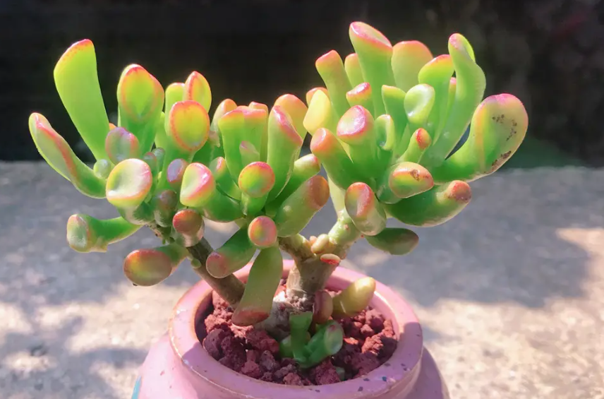 吸财树多肉怎么养成老桩
