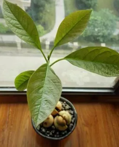 牛油果盆栽几年结果