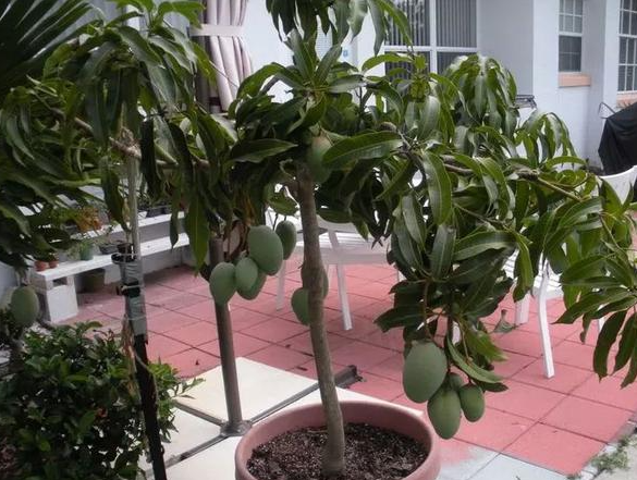 芒果树盆栽几年结果 盆栽种植多久挂果