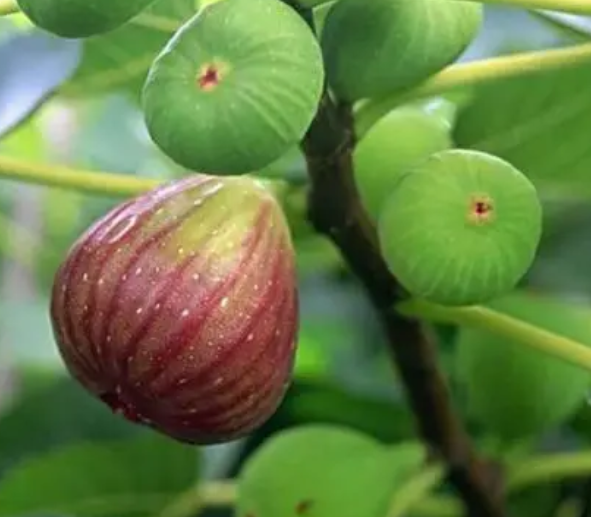 无花果盆栽几年结果