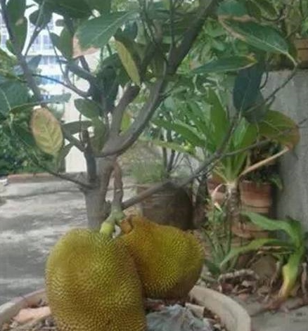 菠萝蜜盆栽几年结果