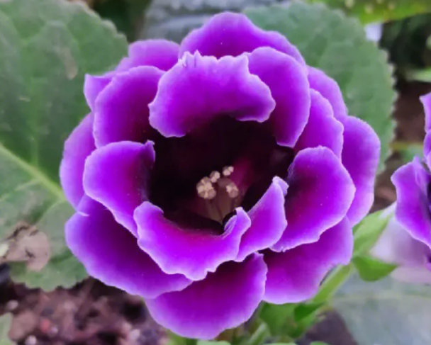 大岩桐开完花怎么办