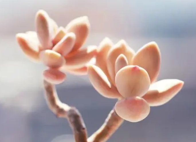 连体花盆适合种什么花