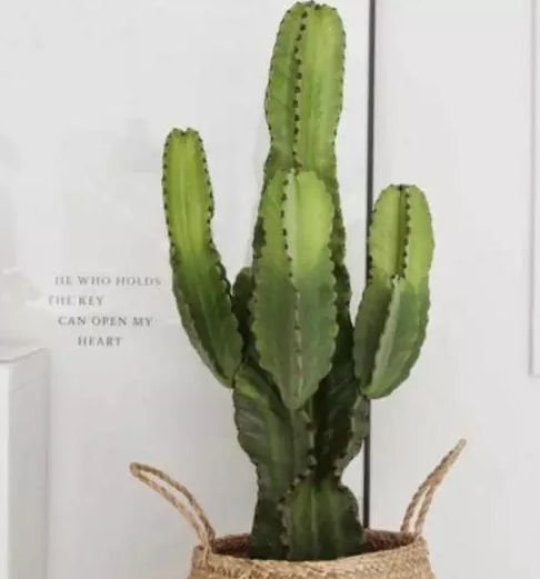 仙人掌是喜阳还是喜阴