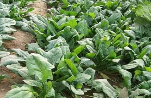 菠菜是喜阳还是喜阴