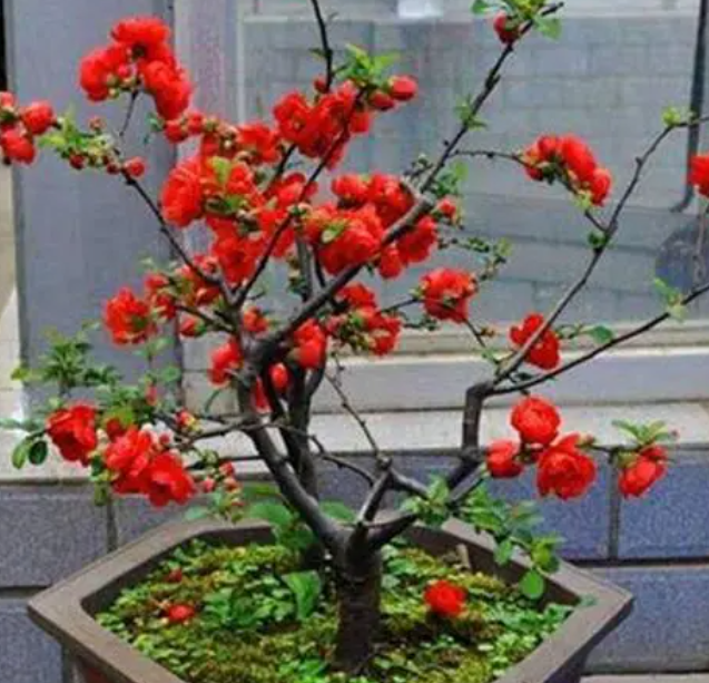 海棠怎么配土