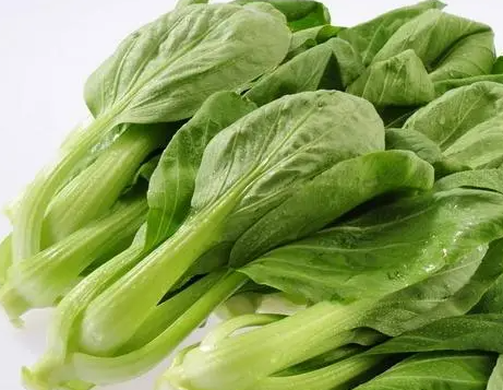 过完年适合种什么菜