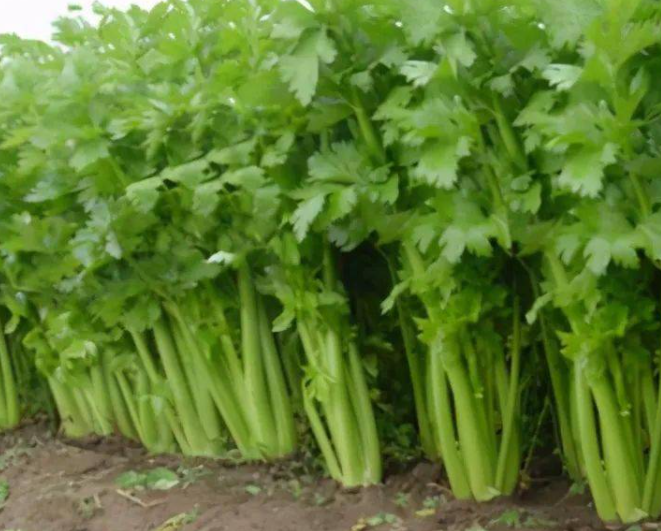 芹菜什么时候播种最好