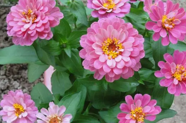 小丽花什么时候播种最好