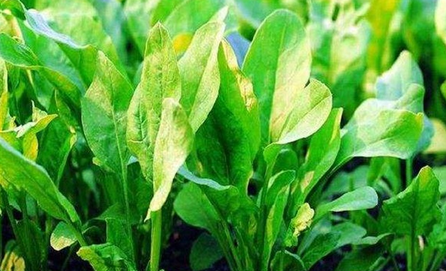 秋波菜什么时候播种最好