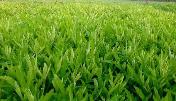 芦蒿什么时候播种最好