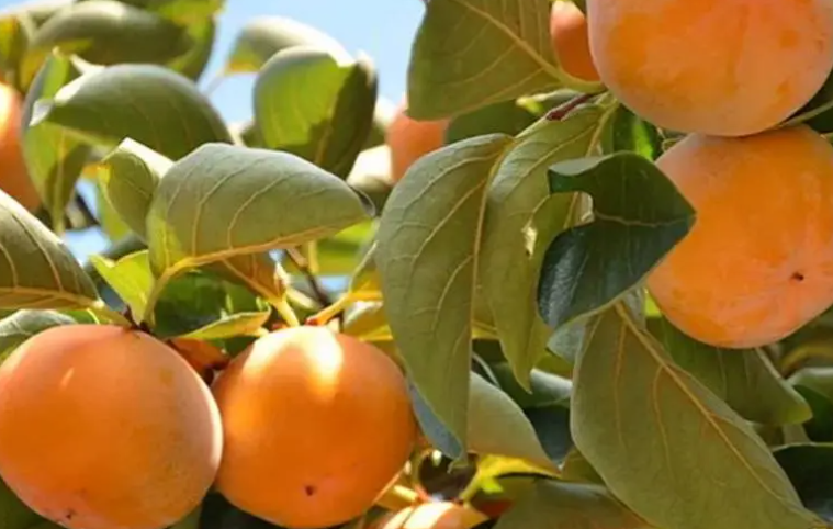 柿子什么时候播种最好