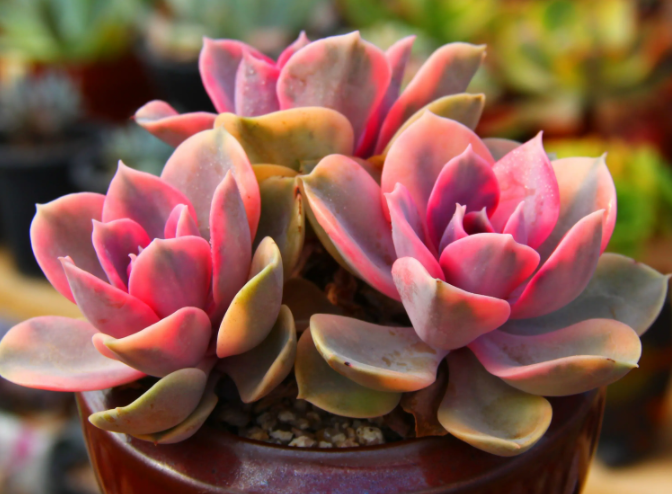 陶瓷花盆适合种什么花