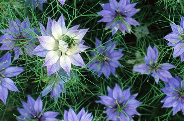 黑种草什么时候播种最好