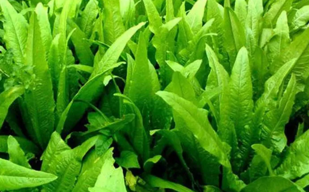 油麦菜什么时候播种最好