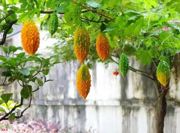 金铃子什么时候播种最好