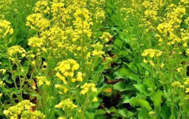 油菜什么时候播种最好