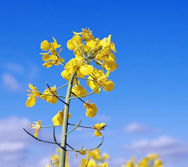 油菜花什么时候播种最好