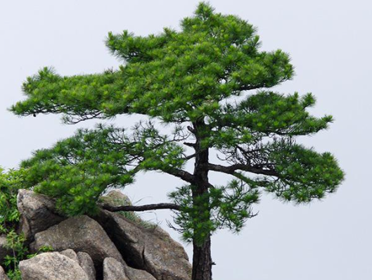 坟地适合种什么树