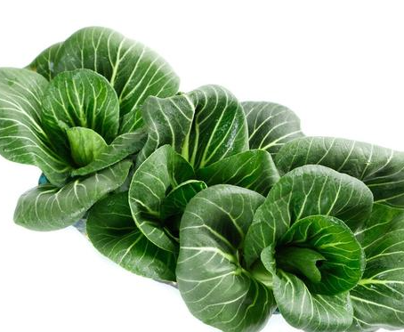 家里适合种什么菜