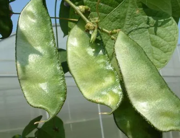 扁豆什么时候播种最好