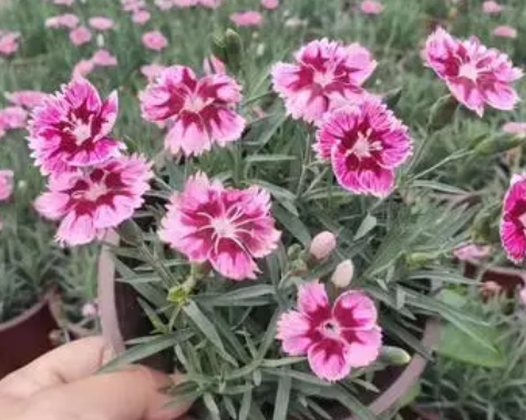 欧石竹什么时候播种最好