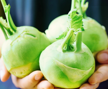 苤蓝菜什么时候播种最好