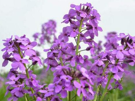 蓝香芥什么时候播种最好