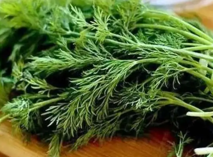 小茴香什么时候播种最好