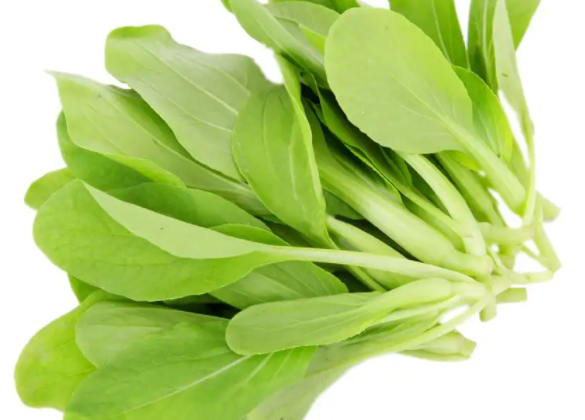 鸡毛菜什么时候播种最好