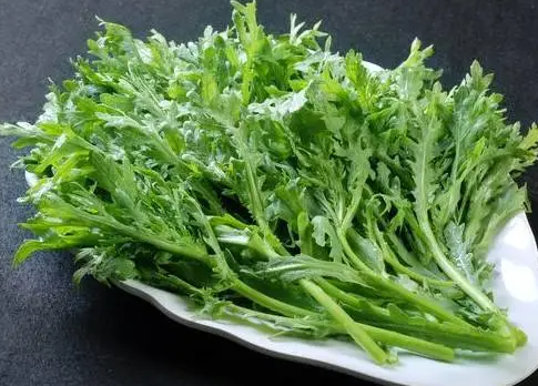 茼蒿菜什么时候播种最好