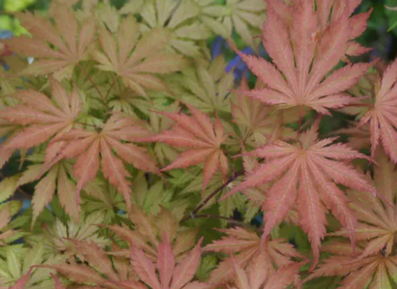 枫树换盆后多久浇水一次