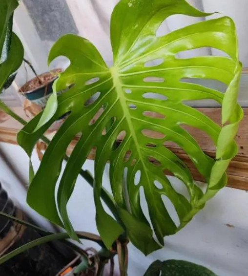 龟背竹喜水吗