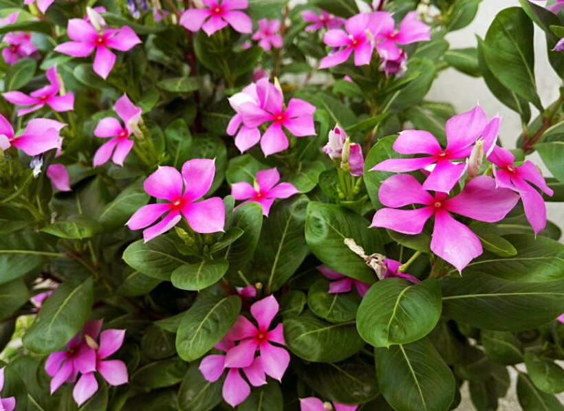 长春花喜水吗