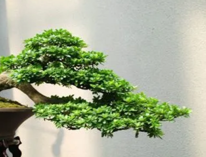 屋顶适合种什么树