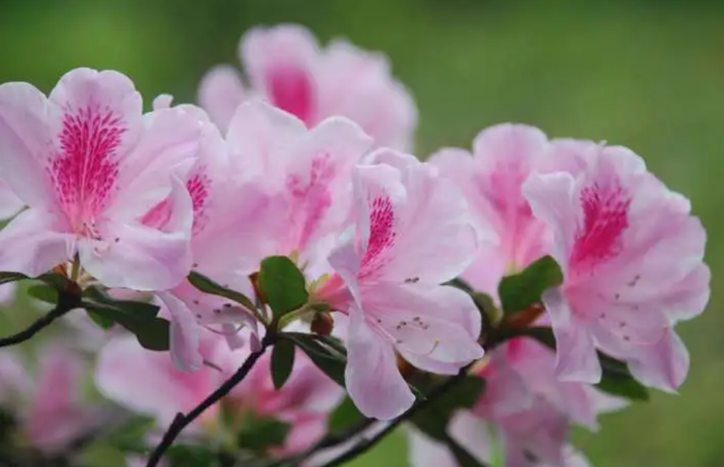 杜鹃花花期养护方法