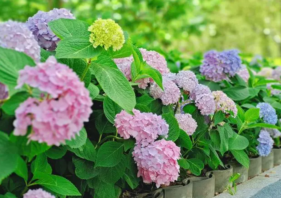 无尽夏花期养护方法