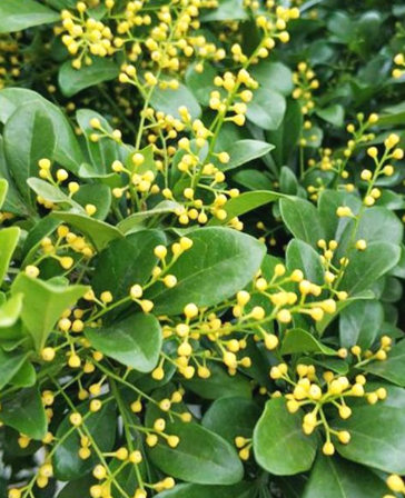 米兰花期养护方法