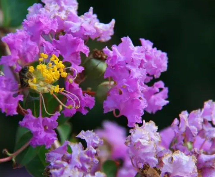 紫薇花期养护方法