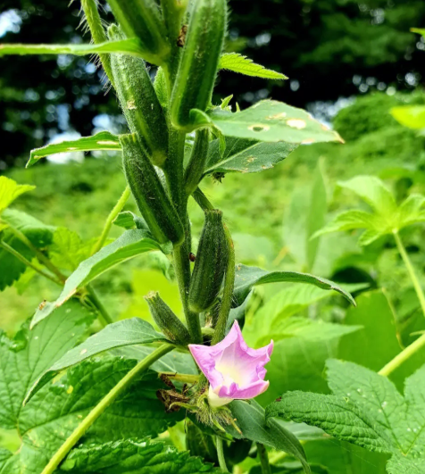 芝麻属于经济作物吗