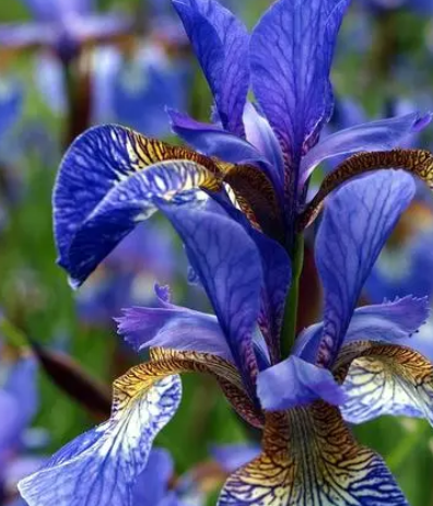 鸢尾花花期养护方法