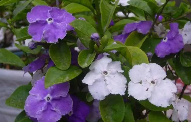 双色茉莉花期养护方法