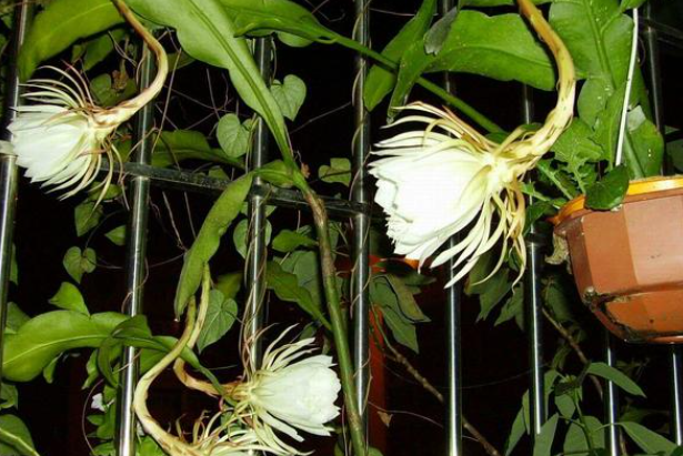 昙花花期养护方法