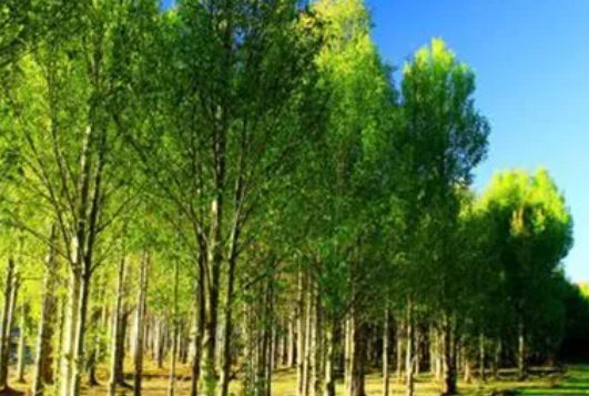 河边适合种什么树