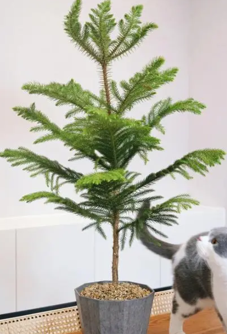 澳洲杉喜水吗