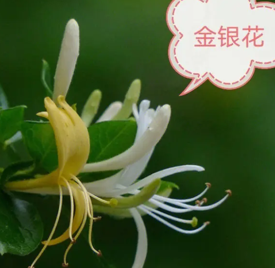 金银花喜光吗