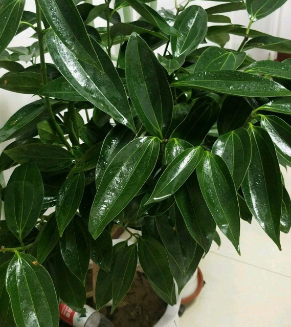 平安树喜水吗