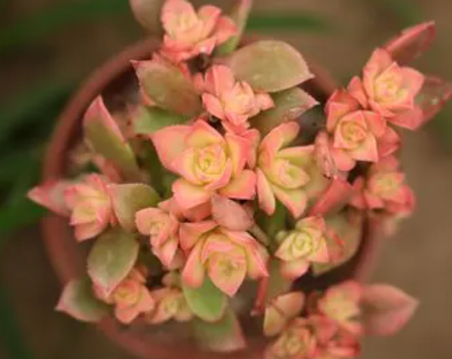 粗陶花盆适合种什么花