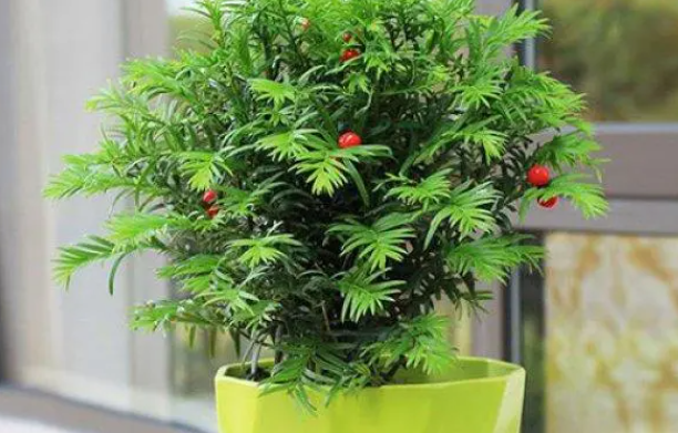 红豆杉喜光吗